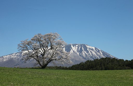 岩手にて（小岩井の一本桜）