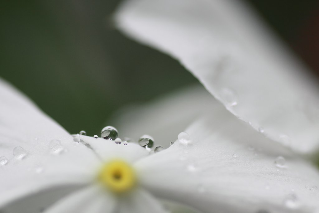 Tamron 90mm f2.8 macro 172E