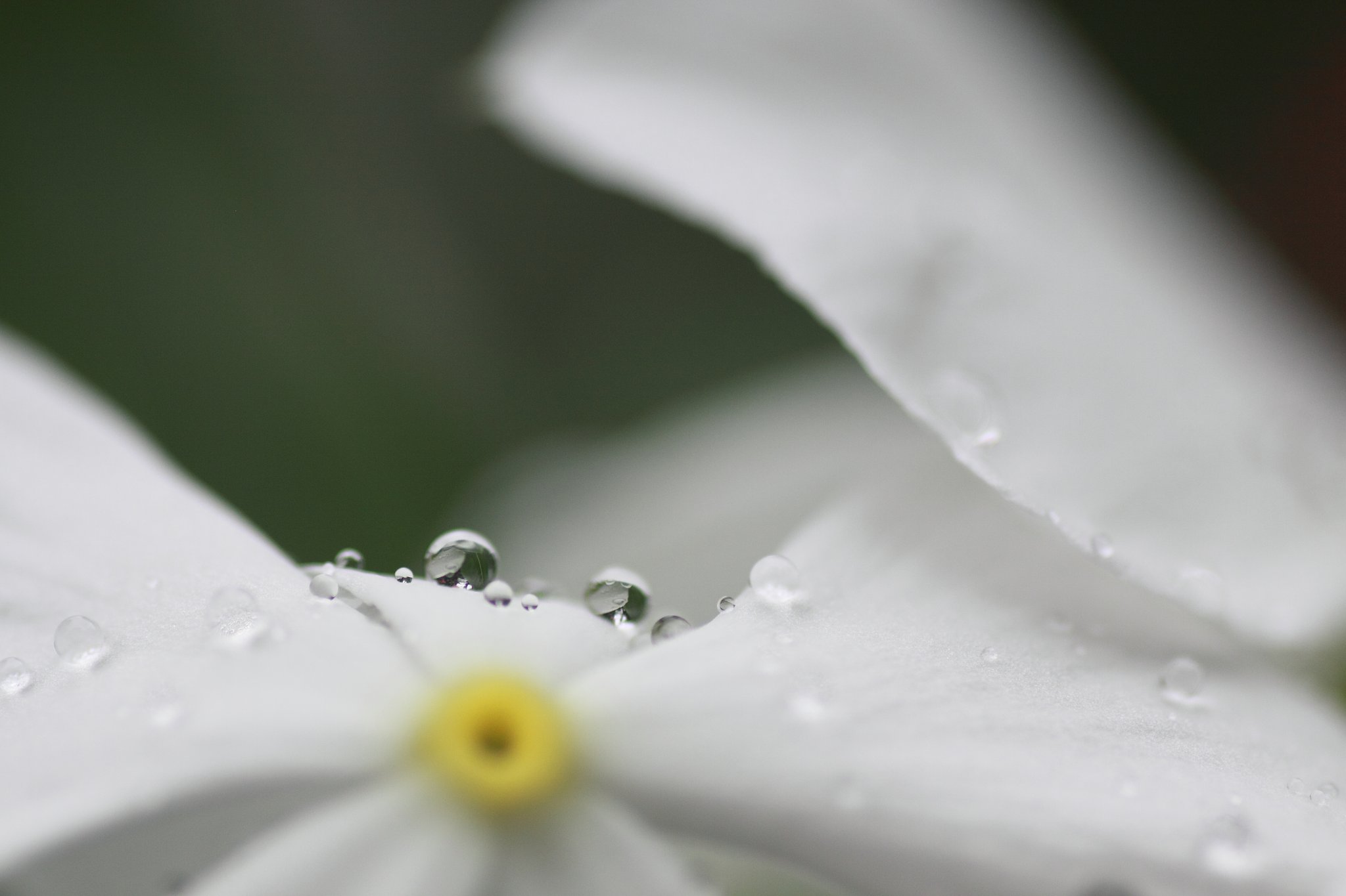 Tamron 90mm f2.8 macro 172E