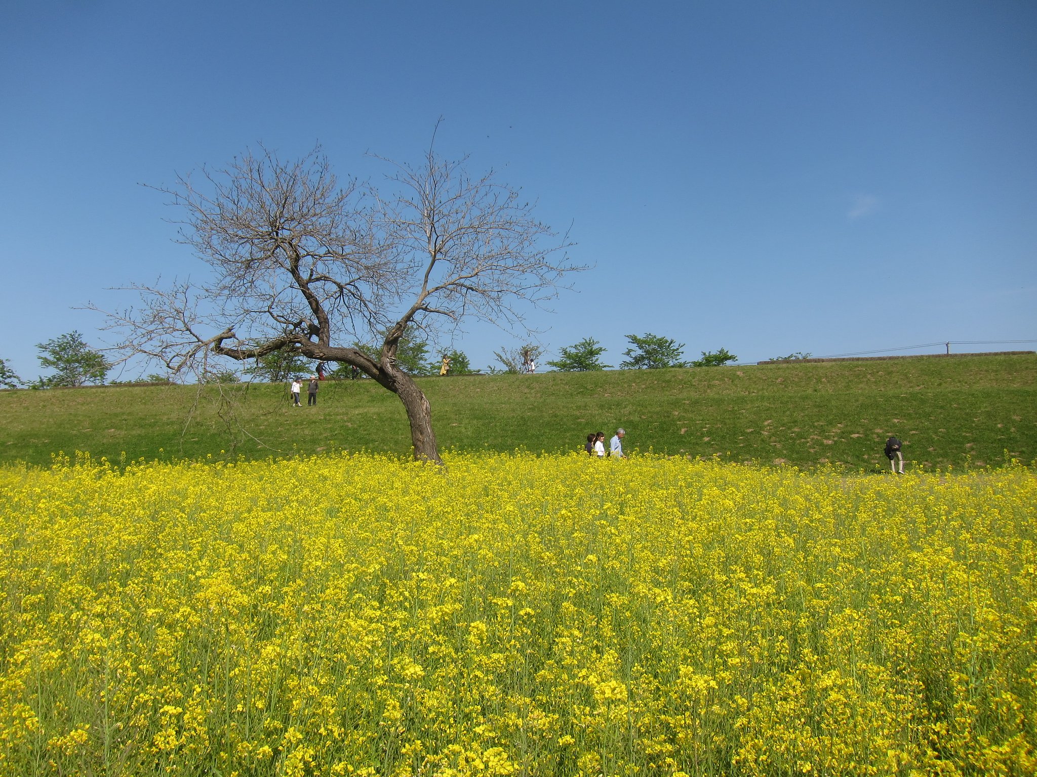 菜の花畑