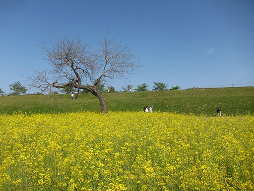 5月5日の写真