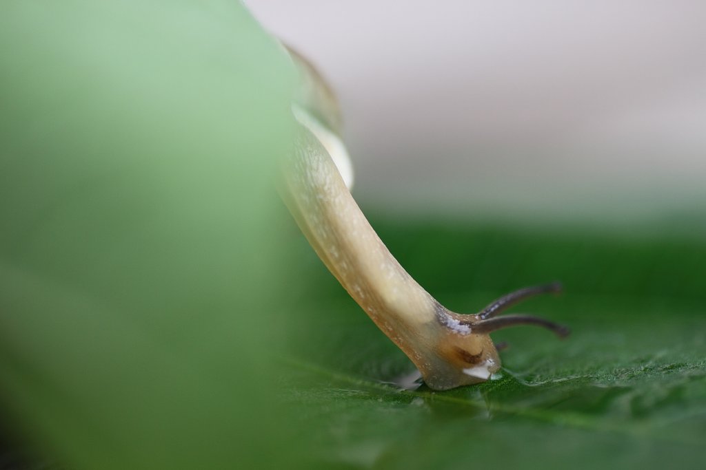 Tamron 90mm f2.8 macro 172E
