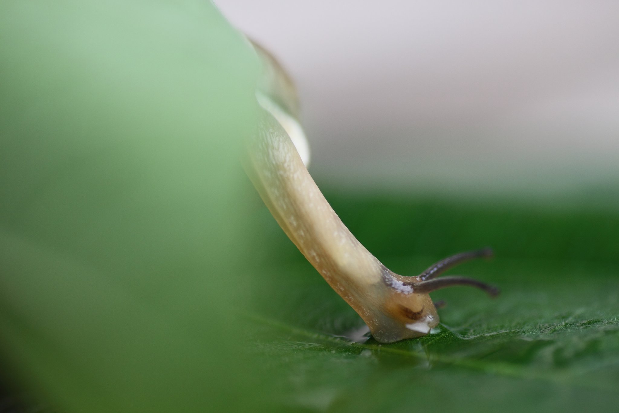 Tamron 90mm f2.8 macro 172E