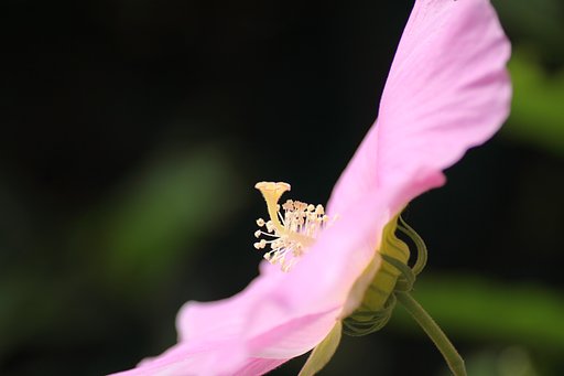 Tamron 90mm f2.8 macro 172E
