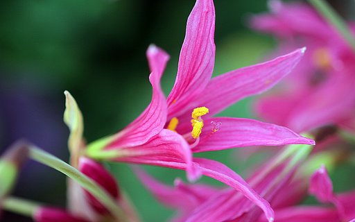 EF100mm F2.8 macro