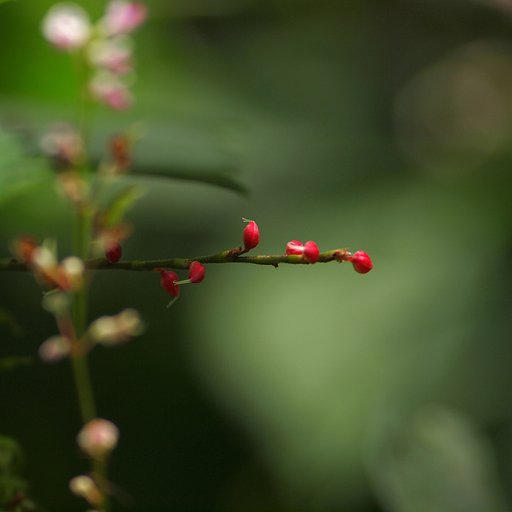 秋の彩り、秘めたる情熱