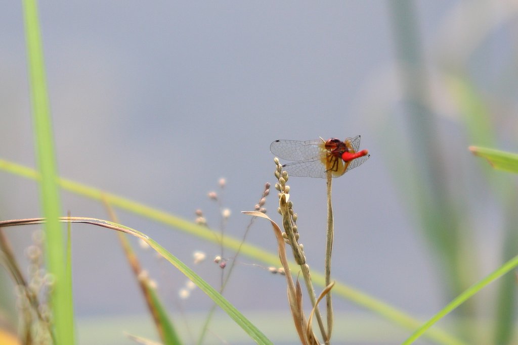 ハッチョウトンボ（オス）in　大野自然観察の森公園