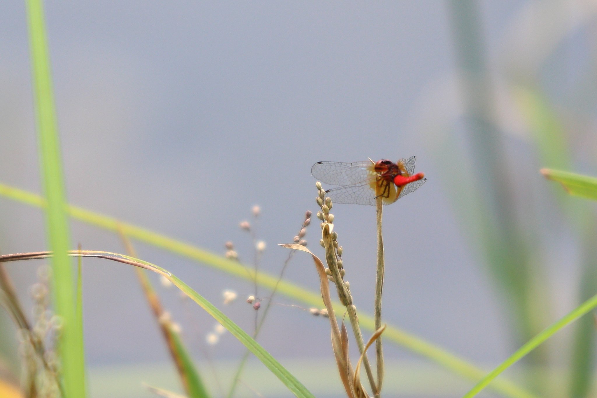 ハッチョウトンボ（オス）in　大野自然観察の森公園