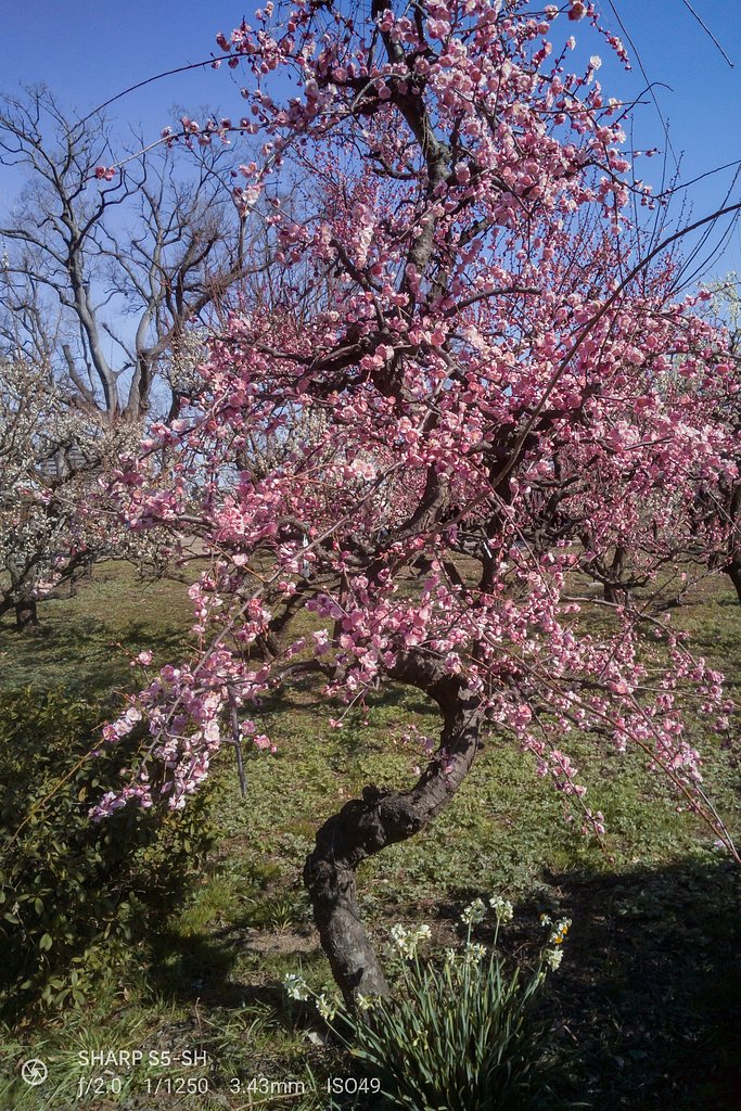 くれはしだれ（大阪城梅林）