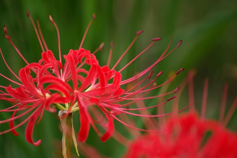 ジャンクレンズ？２