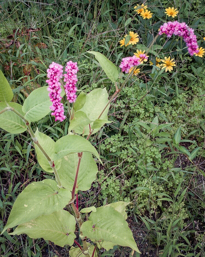 畑後地の野原の花