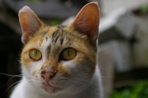 ジロリ