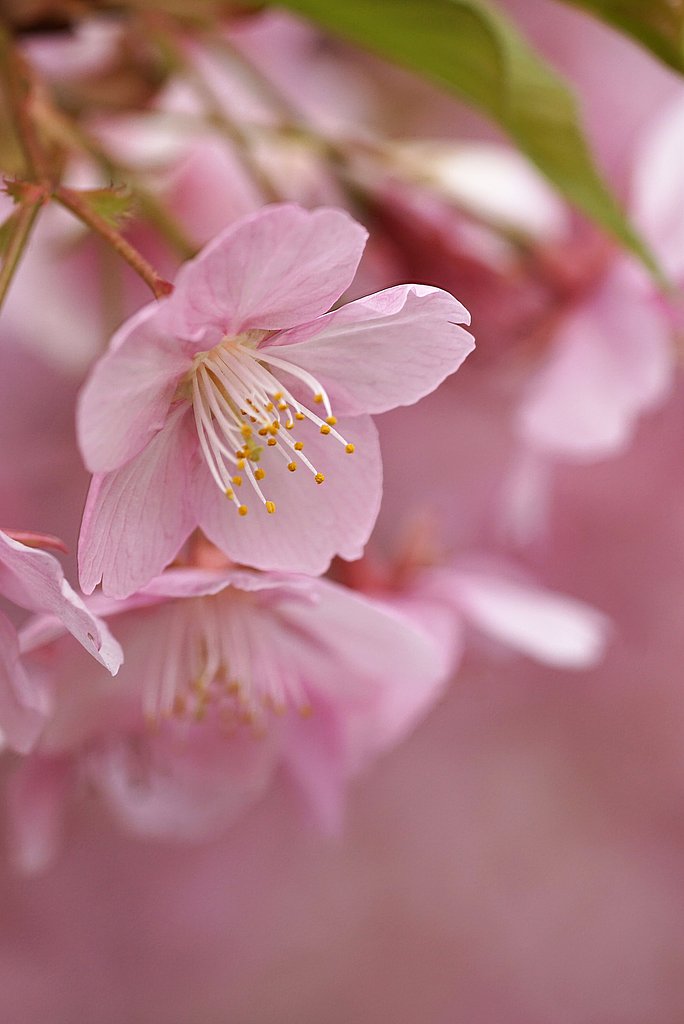 河津桜　終盤