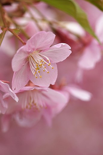 河津桜　終盤