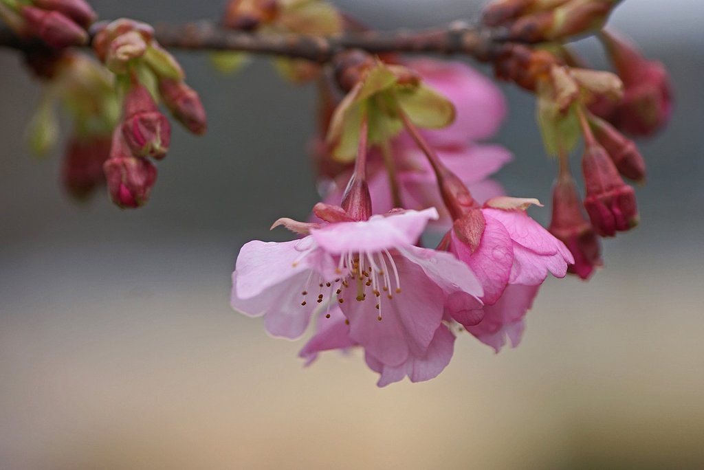 河津桜