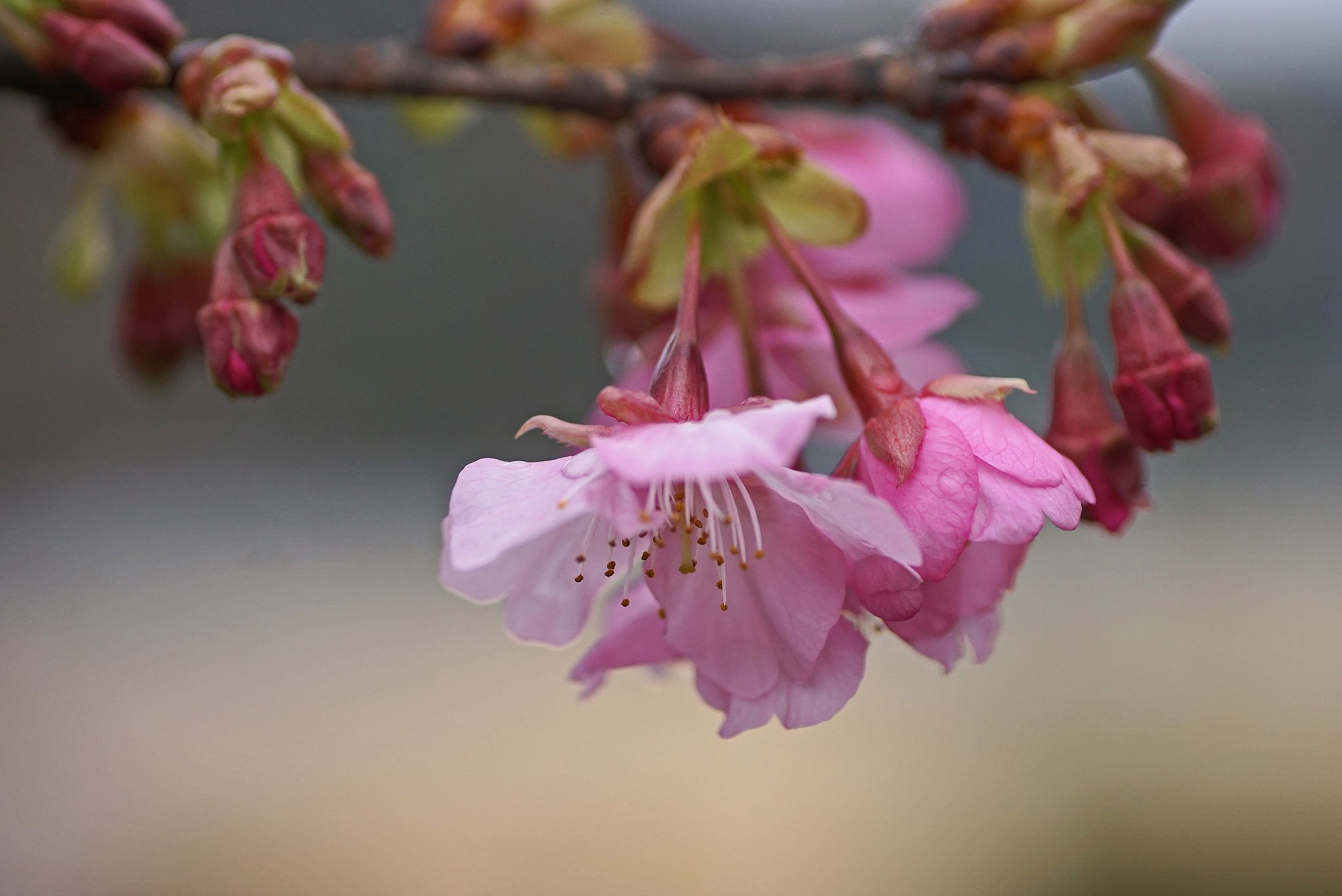 河津桜