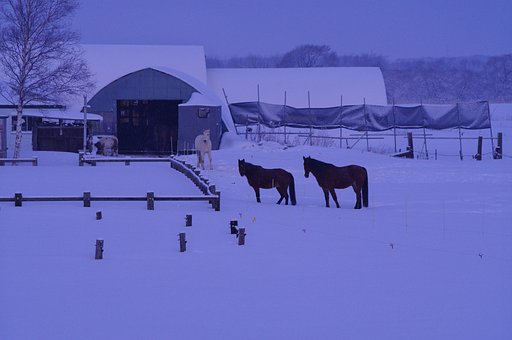 早起きの馬たち
