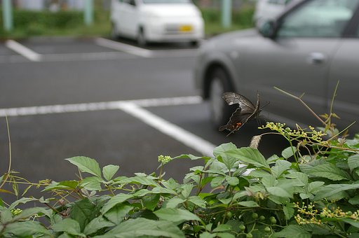 都会の蝶２