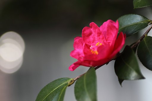 山茶花