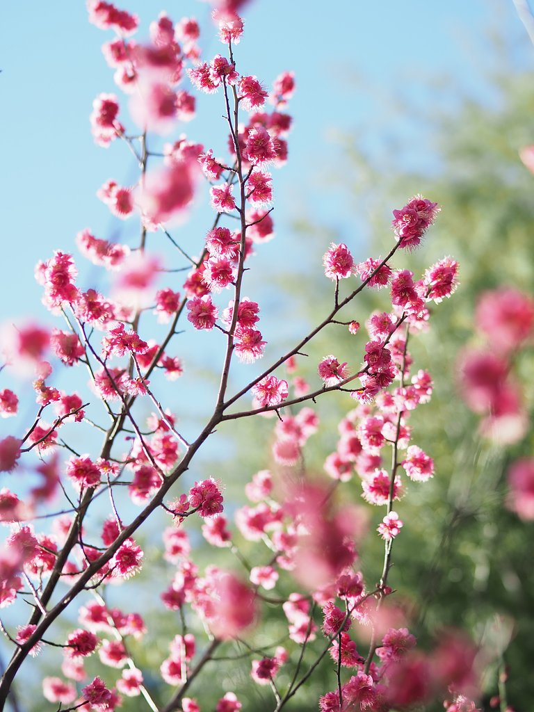 春へ向かうよ