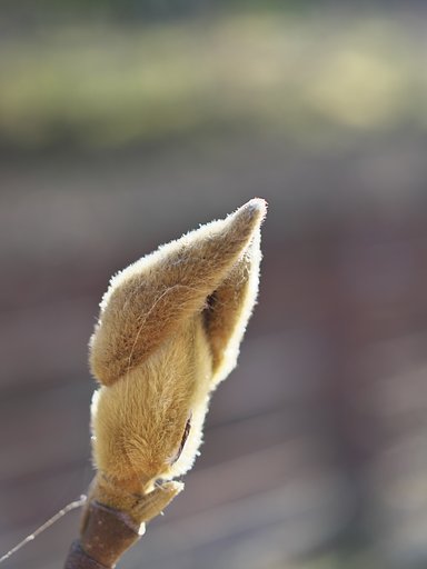 冬芽