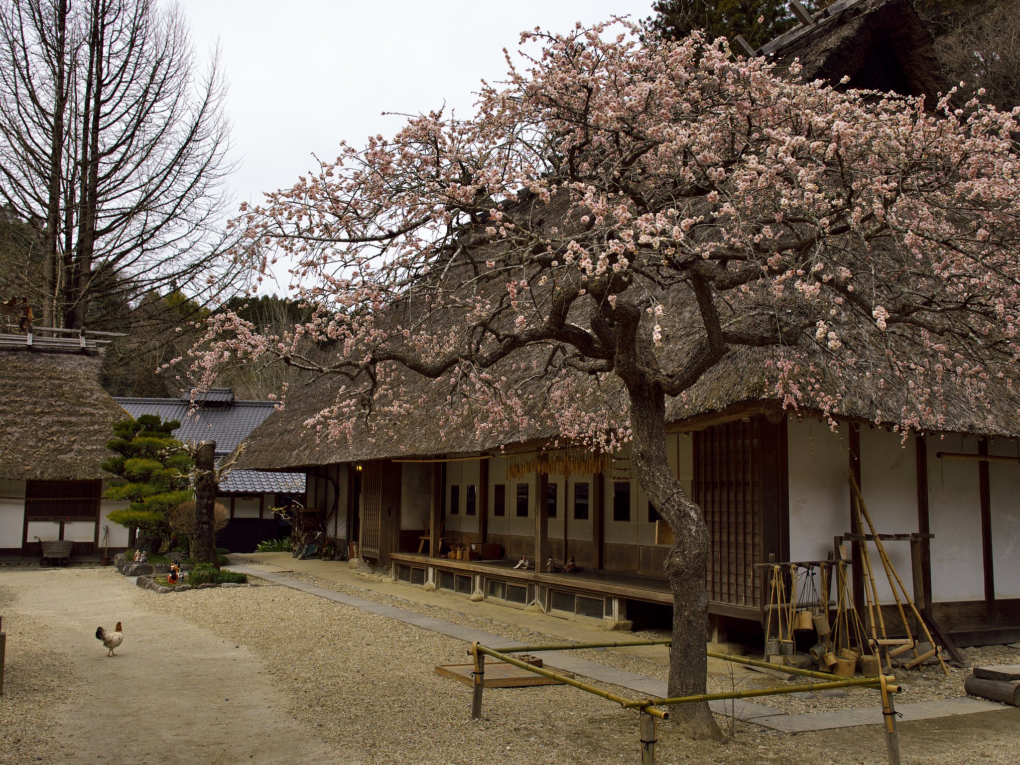 里山の春