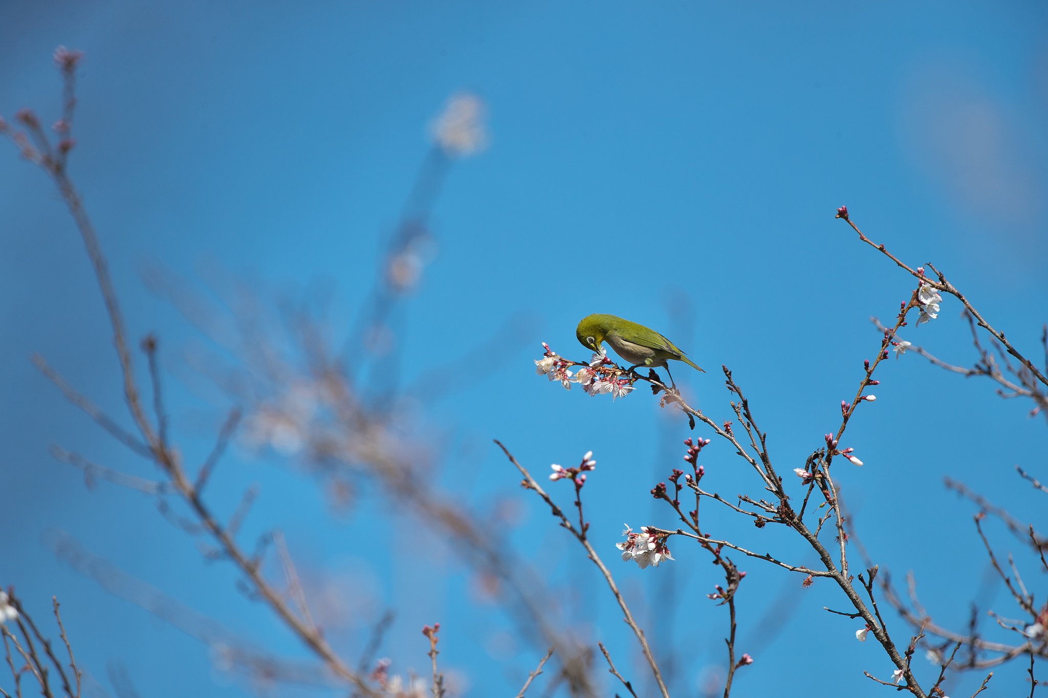 吸蜜の時期