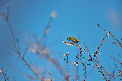 吸蜜の時期