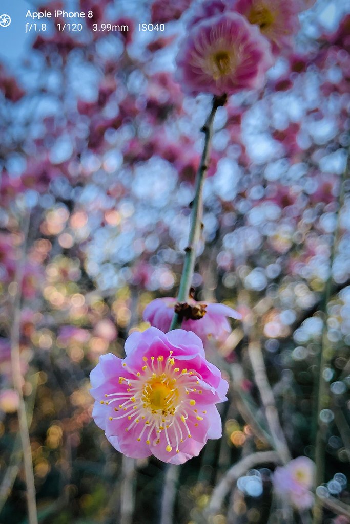 枝垂れの紅梅