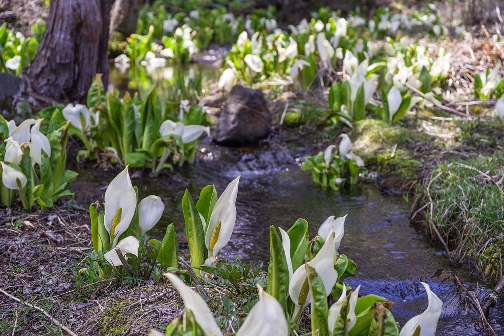 水芭蕉の村