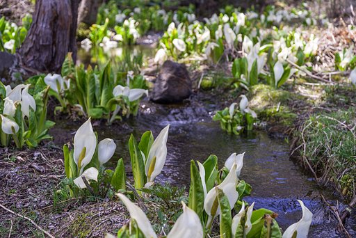 水芭蕉の村
