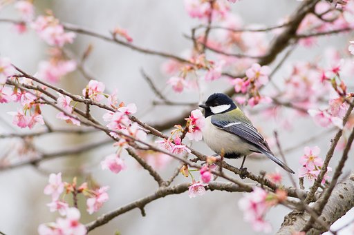さくら。。。四十雀