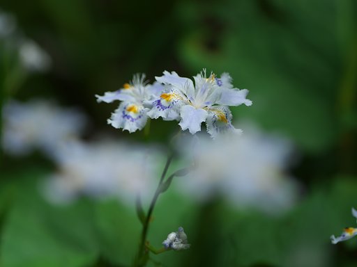 胡蝶花