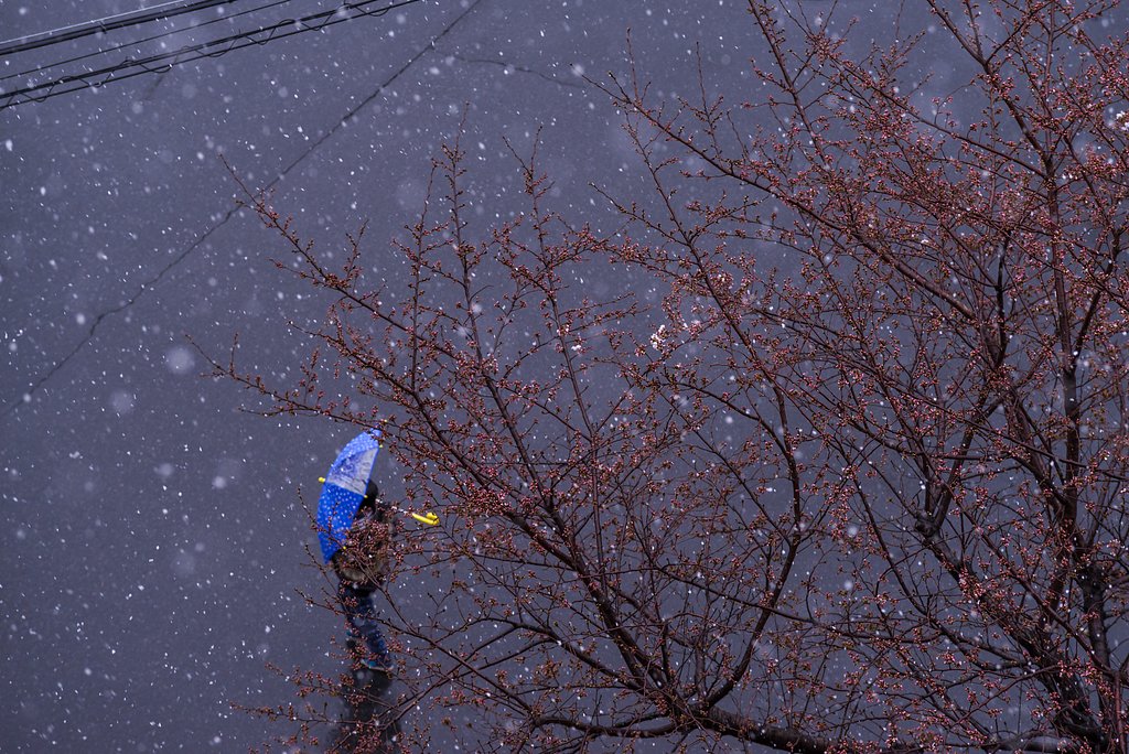 桜開花！でも雪？！