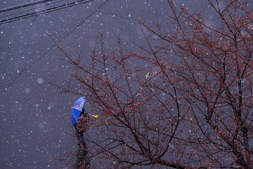 桜開花！でも雪？！