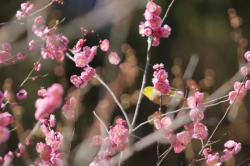 晴れのウメジロー