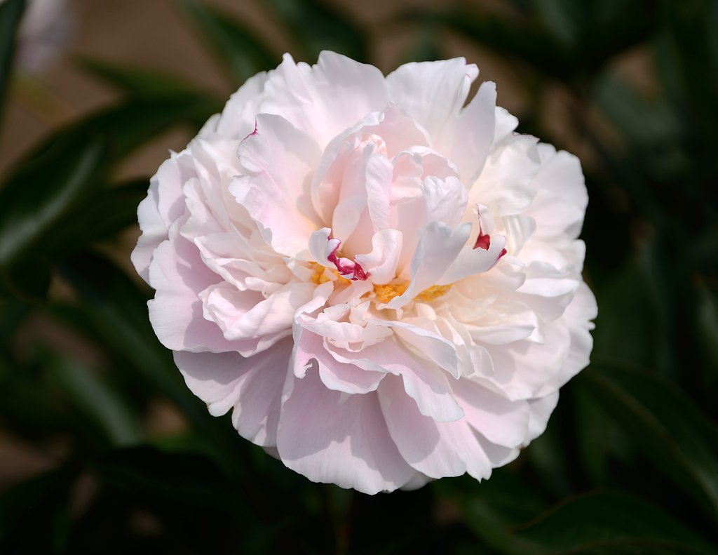 芍薬(3)