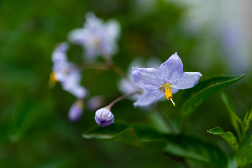 AF-S Micro NIKKOR 60mm F2.8G ED