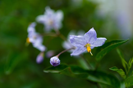 AF-S Micro NIKKOR 60mm F2.8G ED