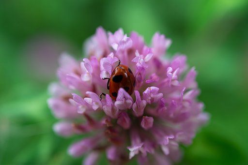 AF-S Micro NIKKOR 60mm F2.8G ED
