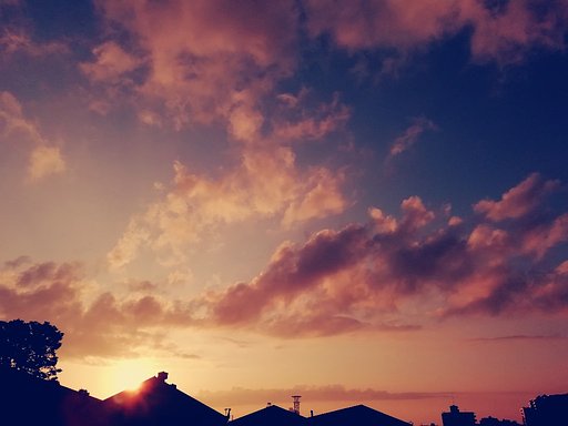 【花・空のある風景】今日の夜明け