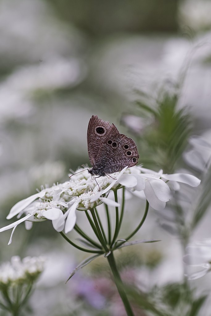 タムロン90mmF2.8マクロ　172E