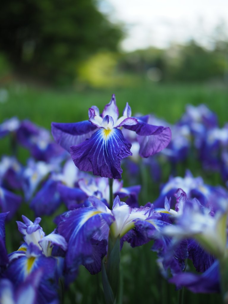 花菖蒲2