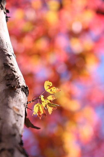 昨年の紅葉
