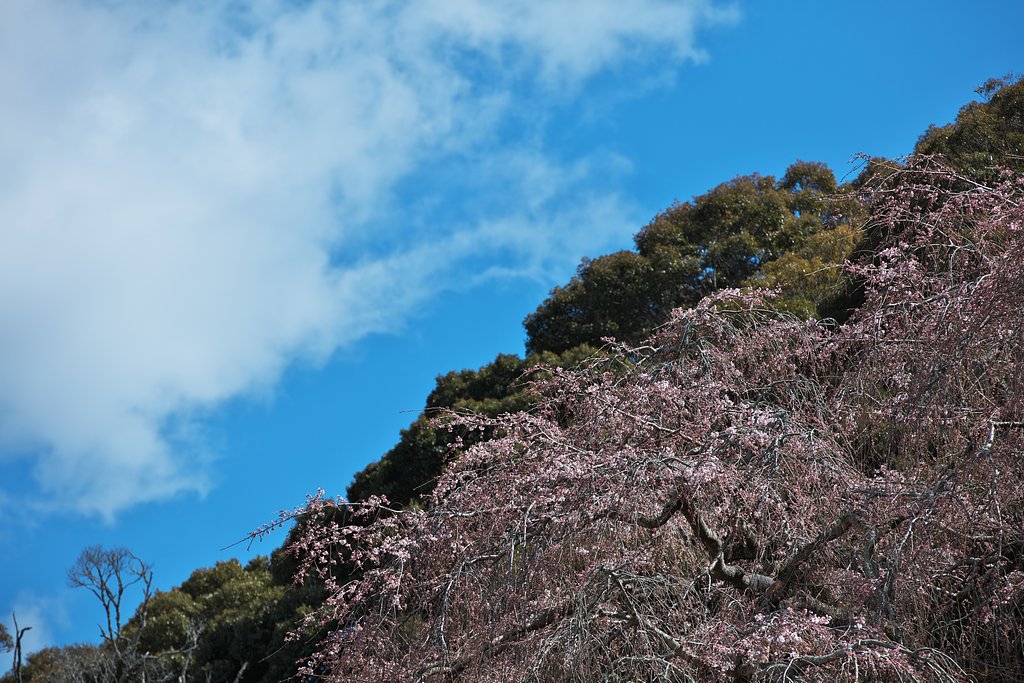 枝垂れ桜