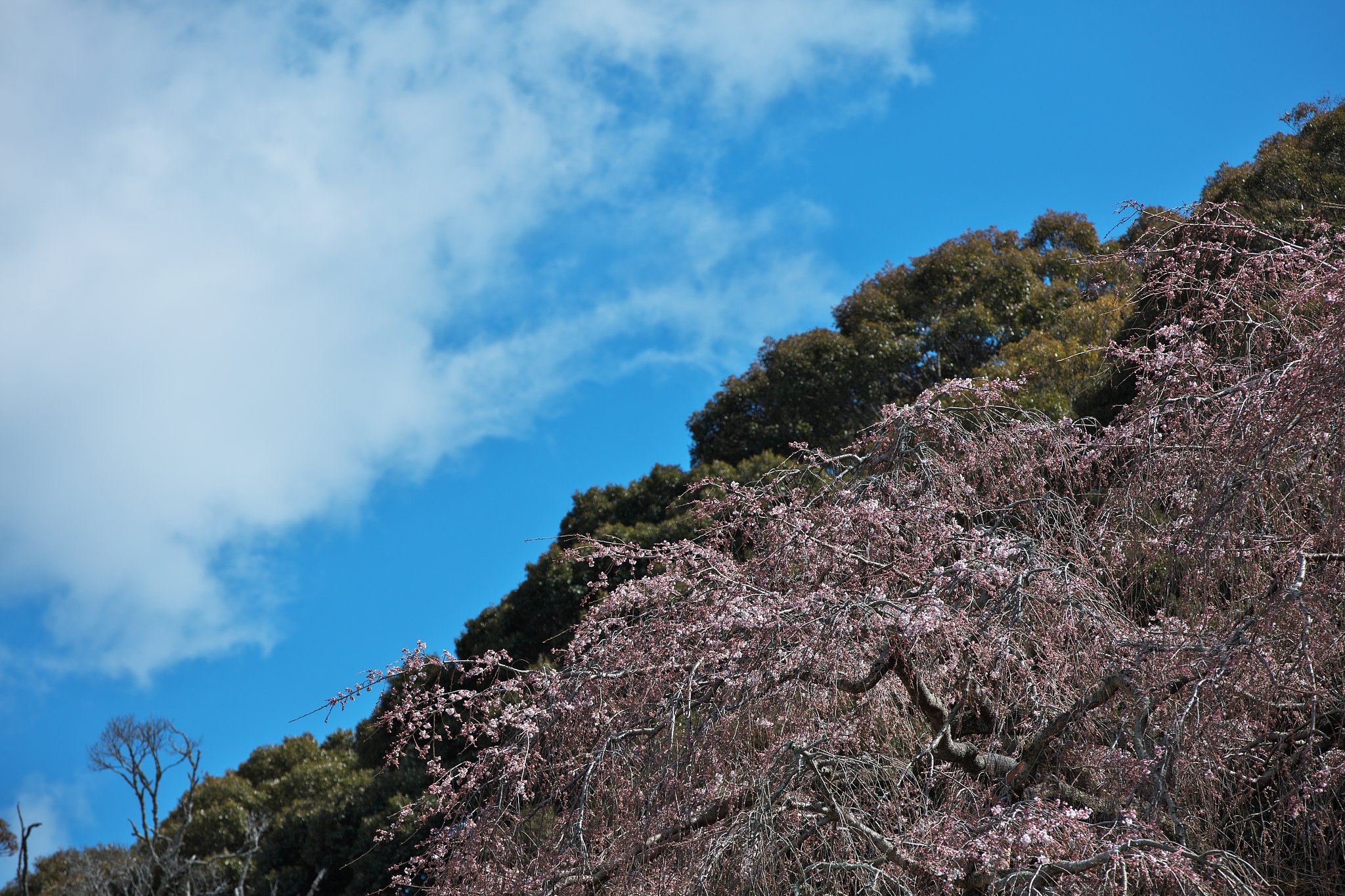 枝垂れ桜