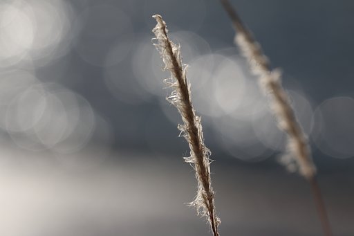 お散歩玉ボケ