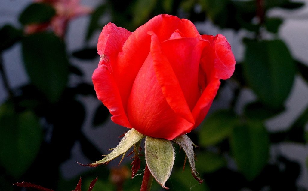 薔薇の蕾