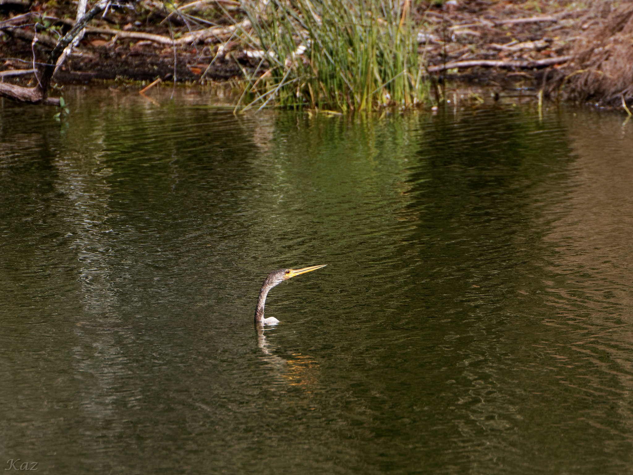 Anhinga 3