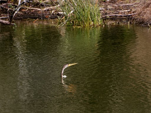 Anhinga 3